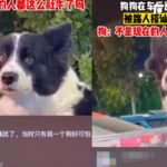 被熱情女調戲 邊牧「社恐發作」尷尬拒對視:哪裡来的神經病
